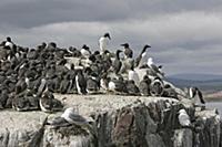 Common Murre (Uria aalge) flock, nesting colony on