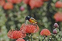 Orange-breasted Sunbird (Nectarinia violacea) adul