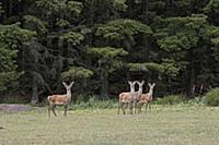 Red Deer (Cervus elaphus) four immature stags, sta