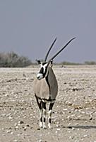 Oryx (Oryx gazella) adult male, standing on salt p
