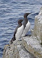 Common Murre (Uria aalge) adult pair, standing on 