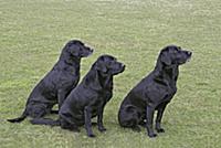Domestic Dog, Black Labrador Retriever, three adul