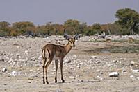 Black-faced Impala (Aepyceros melampus petersi) im