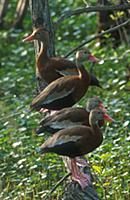 Black-bellied Whistling Duck (Dendrocygna autumnal