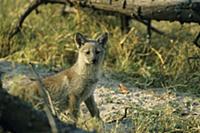 Side-striped Jackal (Canis adustus) cub, Moremi, N