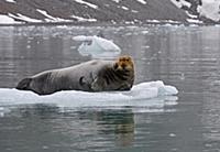 Bearded Seal (Erignathus barbatus) adult, resting 