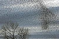 Common Starling (Sturnus vulgaris) flock, in fligh