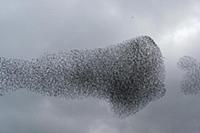 Common Starling (Sturnus vulgaris) flock, in fligh
