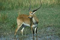 Lechwe (Kobus leche) male in marshland, Moremi, Nt