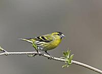 Eurasian Siskin (Carduelis spinus) adult male, per