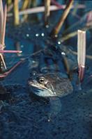Common Frog (Rana temporaria) in pond with spawn