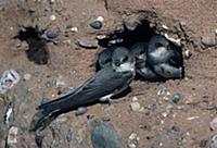 Sand Martin (Riparia riparia) with young, nest hol