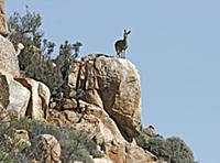 Klipspringer (Oreotragus oreotragus) adult female,