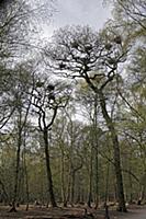 Grey Heron (Ardea cinerea) heronry, nests in matur