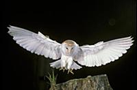 Barn Owl (Tyto alba) in flight, about to land on t