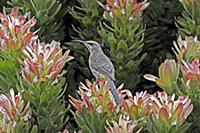 Cape Sugarbird (Promerops cafer) adult female, fee