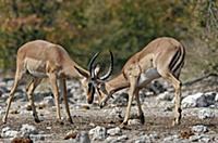 Black-faced Impala (Aepyceros melampus petersi) tw