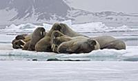 Walrus (Odobenus rosmarus) group, resting on ice f