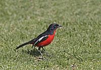 Crimson-breasted Gonolek (Laniarius atrococcineus)