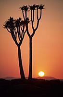Quiver Tree (Aloe dichotoma) young tree, silhouett