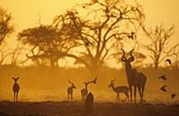 Greater Kudu (Tragelaphus strepsiceros) adult male