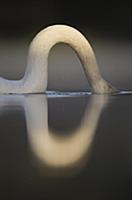 Mute Swan (Cygnus olor) adult, close-up of neck wi