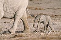 African Elephant (Loxodonta africana) baby, closel