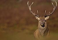 Red Deer (Cervus elaphus) immature stag, silhouett