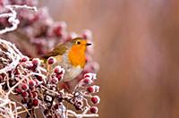 European Robin (Erithacus rubecula) adult, perched