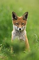 Red Fox (Vulpes vulpes) cub, alert, sitting near d