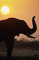 African Elephant (Loxodonta africana) adult sniffi