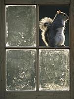 Eastern Gray Squirrel (Sciurus carolinensis) sitti