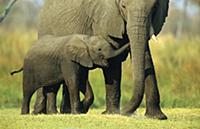 African Elephant (Loxodonta africana) calf trying 