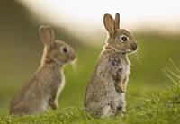 European Rabbit (Oryctolagus cuniculus) two young,