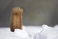 Eurasian Red Squirrel (Sciurus vulgaris) adult, re