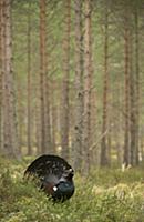Western Capercaillie (Tetrao urogallus) rogue adul