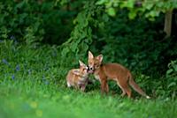 European Red Fox (Vulpes vulpes) two cubs, playfig