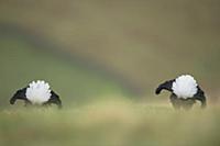 Black Grouse (Tetrao tetrix) two adult males, disp