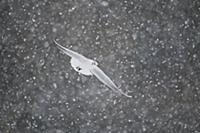 Black-headed Gull (Larus ridibundus) adult, winter