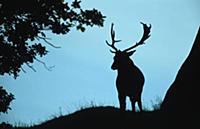 Fallow Deer (Dama dama) adult male, silhouette at 