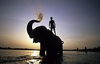 Asian Elephant (Elephas maximus) bathing in Rapti 