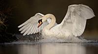 Mute Swan (Cygnus olor) adult, with wings spread o