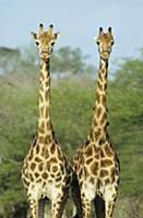 Giraffe (Giraffa camelopardalis) two adults standi