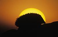Brown-breasted Hedgehog (Erinaceus europaeus) adul
