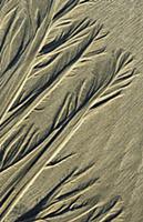 Sand Patterns, Tidal patterns left in sand by retr