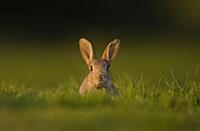 European Rabbit (Oryctolagus cuniculus) young, ale