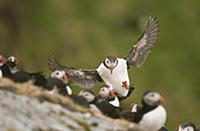 Atlantic Puffin (Fratercula arctica) adult, in fli