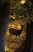 Sika Deer (Cervus nippon) introduced species, hind