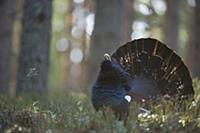 Western Capercaillie (Tetrao urogallus) rogue adul