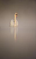 Mute Swan (Cygnus olor) adult, swimming on misty l